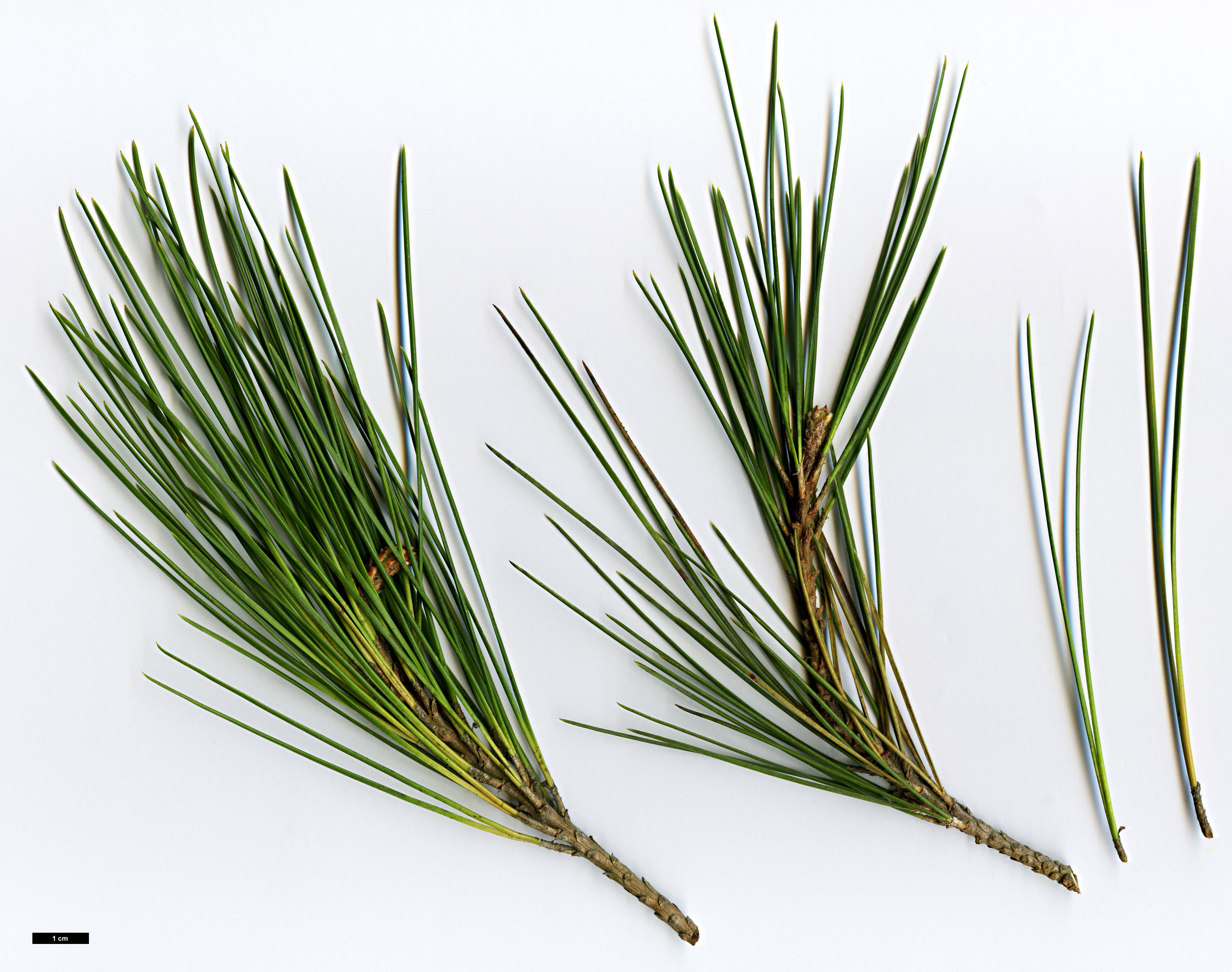 High resolution image: Family: Pinaceae - Genus: Pinus - Taxon: brutia 